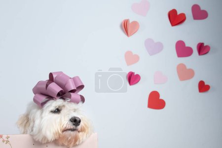 Téléchargez les photos : Un chien blanc mignon dans la boîte cadeau avec des cœurs sur le mur dans le studio - en image libre de droit