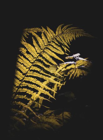 Téléchargez les photos : Un plan vertical de feuilles de fougère dans l'obscurité - en image libre de droit