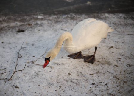 Téléchargez les photos : Un joli cygne blanc debout sur le sol enneigé et regardant vers le bas - en image libre de droit