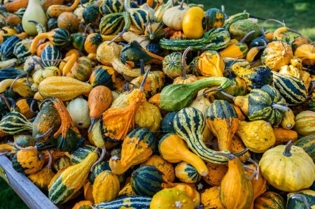 Photo for A pile of colorful pumpkins under the rays of the sun - Royalty Free Image