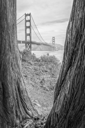 Téléchargez les photos : Un plan vertical en niveaux de gris du Golden Gate Bridge à San Francisco, États-Unis, à partir du cadre d'arbres - en image libre de droit