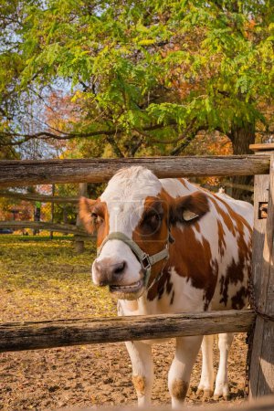 Photo for A white brown cow at Riverdale farm Canada Toronto - Royalty Free Image