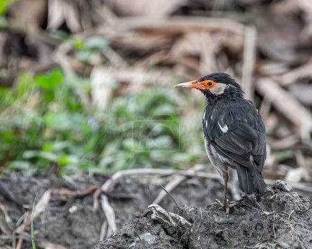 Photo for A Indian pied myna bird standing on a muddy ground at the field with blur background - Royalty Free Image