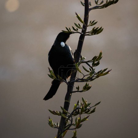 Photo for A Tui bird sitting on a branch with dried leaves against gray sunset sky, vertical shot - Royalty Free Image