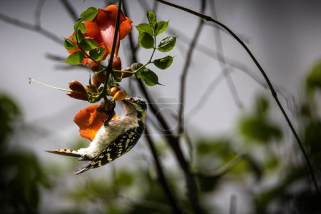 Foto de Un plano superficial de un pájaro carpintero picoteando un fruto de un árbol - Imagen libre de derechos