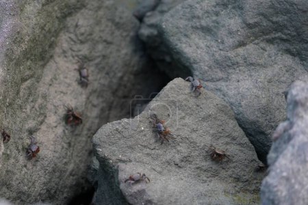 Téléchargez les photos : Un gros plan de crabes sur des pierres grises - en image libre de droit
