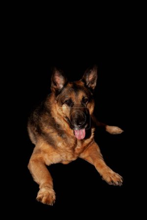 Photo for A vertical shot of a cute German Shepherd (Alsatian) on the empty black background - Royalty Free Image