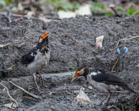 Photo for A couple of Indian pied myna birds searching for food in a muddy ground at the field - Royalty Free Image