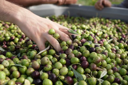 Photo for A close-up view of a hand taking fresh olives from the pile of harvest - Royalty Free Image