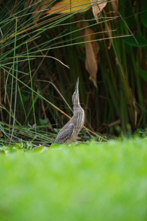 Photo for A selective focus shot of Australasian bittern bird near green plants in a park. - Royalty Free Image