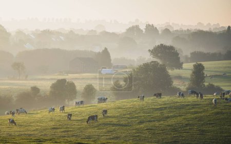 Photo for An aerial view of cattle cows grazing on grass fields with foggy trees in pays de Herve, Belgium - Royalty Free Image