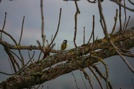 Téléchargez les photos : A selective focus shot of great tit (Parus major) perched on a branch - en image libre de droit