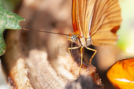 Photo for A closeup detail shot of a Julia heliconian butterfly in bright sunlight with blur background - Royalty Free Image