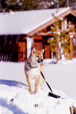 Foto de Un disparo vertical de un adorable perro Shiba Inu en el parque en un día soleado de invierno - Imagen libre de derechos