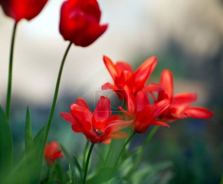Foto de The beautiful red tulips in the garden - Imagen libre de derechos
