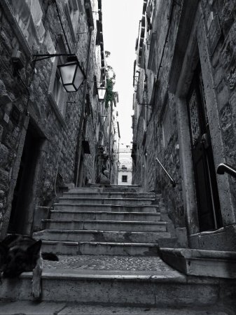 Foto de Un tiro vertical a escala de grises de perro callejero sentado en las escaleras en un callejón entre edificios residenciales antiguos - Imagen libre de derechos