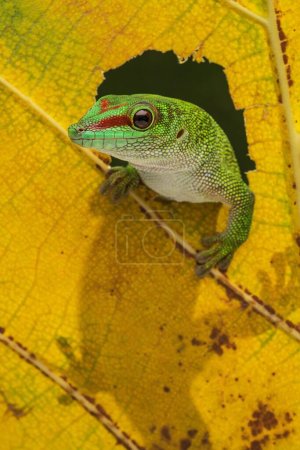 Foto de Un primer plano de un Gecko verde del Día del Gigante (Phelsuma grandis) sobre una hoja amarilla de otoño - Imagen libre de derechos