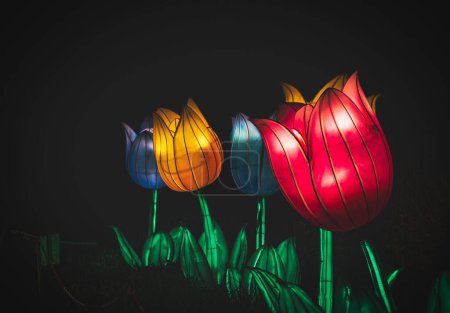 Téléchargez les photos : Un gros plan de fleurs de tulipes colorées illuminées la nuit dans un parc - en image libre de droit