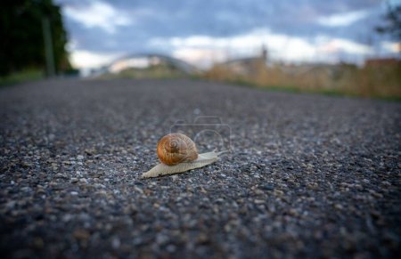 Foto de Un primer plano de un caracol arrastrándose por el suelo - Imagen libre de derechos