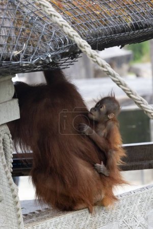 Foto de Un bebé de orangután de Sumatra (Pongo abelii) en el zoológico Pairi Daiza en Bélgica - Imagen libre de derechos