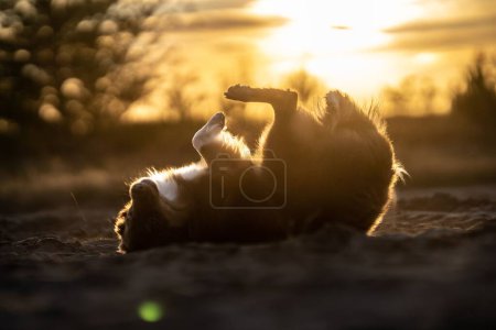Foto de Un perro Border Collie jugando en un campo al atardecer - Imagen libre de derechos