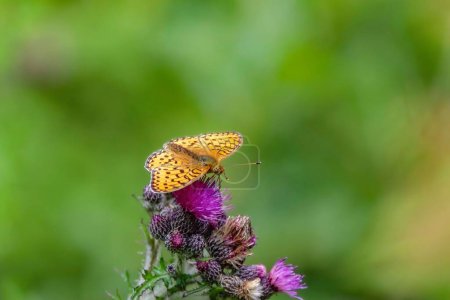 Photo for A Small pearl-bordered fritillary butterfly on thistles in a field with a blurry background - Royalty Free Image
