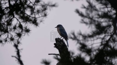 Photo for A closeup of a Transvolcanic jay perched on a tree branch - Royalty Free Image