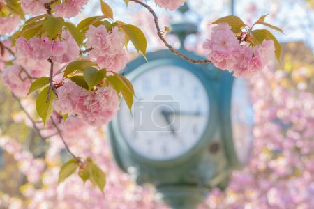Photo for A selective focus shot of a flowering cherry tree against a street clock - Royalty Free Image