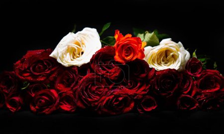 Téléchargez les photos : Un gros plan de roses en fleurs en fond noir - en image libre de droit