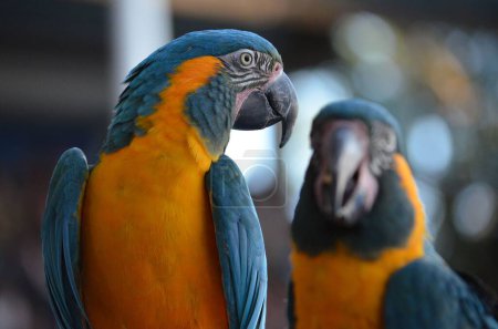 Foto de Un enfoque selectivo de un par de loro guacamayo de garganta azul pájaro - Imagen libre de derechos