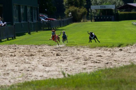 Foto de 3 perros whippet que llegan a toda velocidad en la última recta de su carrera en una pista de galgos en Bélgica - Imagen libre de derechos