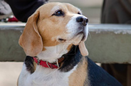 Photo for A closeup of a beagle breed dog looking aside - Royalty Free Image