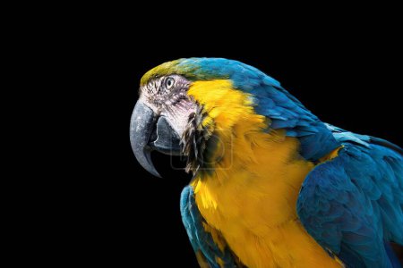 Téléchargez les photos : Portrait latéral en gros plan de l'adorable Macaw bleu et jaune sur fond noir - en image libre de droit