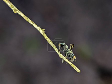 Téléchargez les photos : Gros plan d'une mouche à cheval noire (Tabanus atratus) sur une branche de bois au fond flou - en image libre de droit