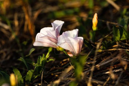 Téléchargez les photos : Plan rapproché d'une fleur d'asclépiade des champs sur un fond doux et flou - en image libre de droit