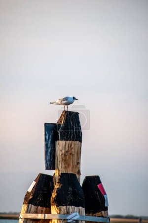 Photo for A vertical shot of a Bonaparte's gull (Chroicocephalus philadelphia) perched on wooden poles - Royalty Free Image