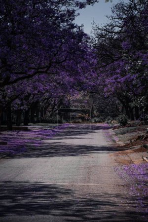 Foto de Un plano vertical de un parque lleno de árboles con hojas púrpuras - Imagen libre de derechos