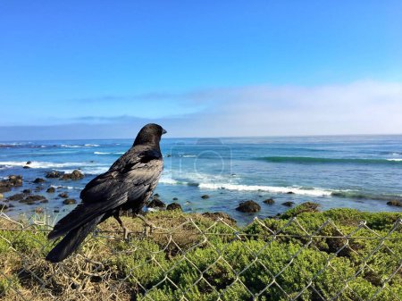 Foto de Una hermosa escena de la naturaleza con un cuervo negro (Corvus corax) encaramado en una valla de metal mirando a un océano - Imagen libre de derechos