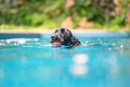 Téléchargez les photos : Un gros plan d'un Cocker espagnol anglais noir tenant une balle dans sa bouche nageant dans une piscine dans le Vaucluse, en Australie - en image libre de droit