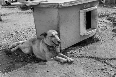 Téléchargez les photos : Plan en niveaux de gris d'un chien Aspin attaché à une chaîne métallique posée sur un sol sale - en image libre de droit