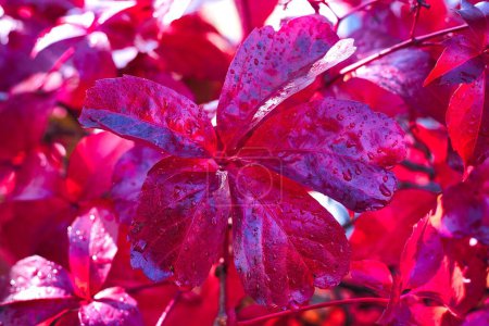Foto de Hojas rojas de otoño, colores de otoño, planta enredadera ampelopsis - Imagen libre de derechos