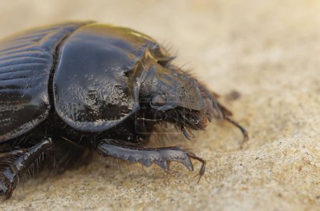 Téléchargez les photos : Gros plan d'un coléoptère minotaure au corps brillant et aux grands yeux, sur le sol sablonneux - en image libre de droit