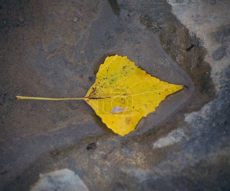 Téléchargez les photos : Une feuille d'automne jaune dans l'eau - en image libre de droit