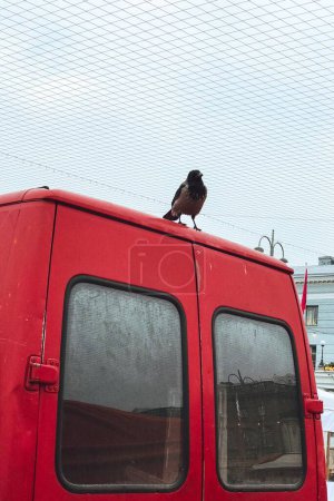 Photo for A vertical shot of a raven (Corvus) perched on a red truck - Royalty Free Image