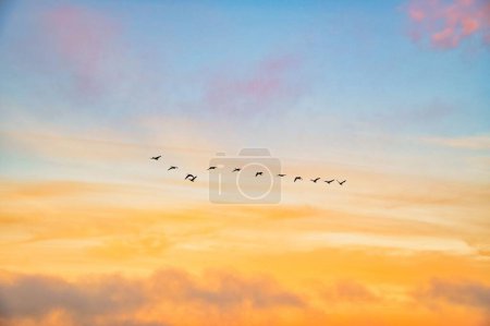 Foto de Una bandada de aves volando contra el cielo dorado del atardecer con nubes en el fondo - Imagen libre de derechos