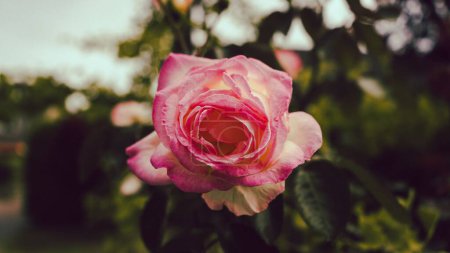 Téléchargez les photos : Une rose délicate poussant dans le jardin avec des arbres en arrière-plan flou - en image libre de droit