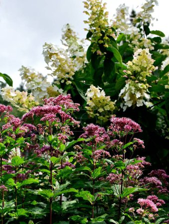 Un plano vertical de flores de Joe Pye Weed en un jardín