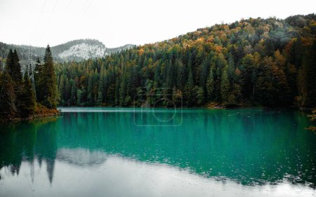 Photo for A low-angle shot of a beautiful lake near the forest - Royalty Free Image