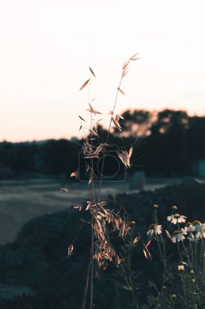 Téléchargez les photos : Une herbe sèche et minuscule en automne, verticale - en image libre de droit