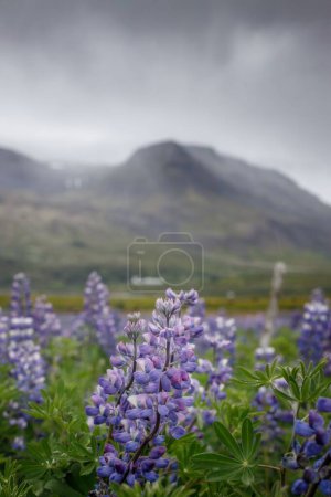 Téléchargez les photos : Vue verticale d'un champ avec des fleurs violettes de lupin à grandes feuilles par temps nuageux - en image libre de droit